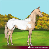 Horse Color:Gold Champagne Appaloosa 