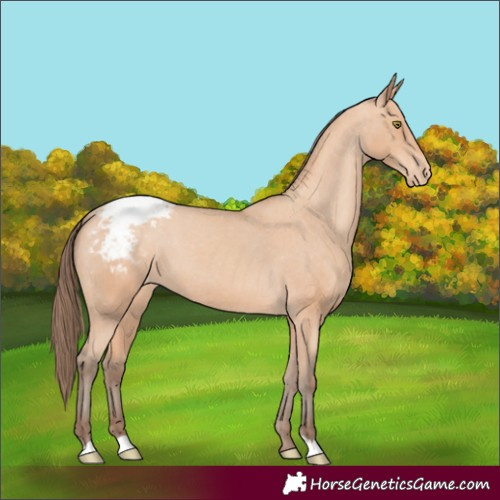 Horse Color:Amber Champagne Varnish