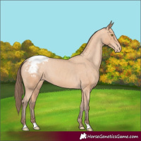 Horse Color:Amber Champagne Varnish 