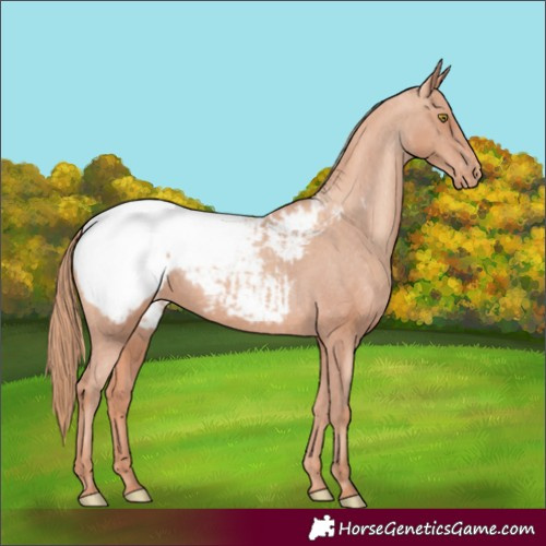 Horse Color:Gold Champagne Snowcap 