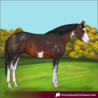 Horse Color:White Spotted Brown