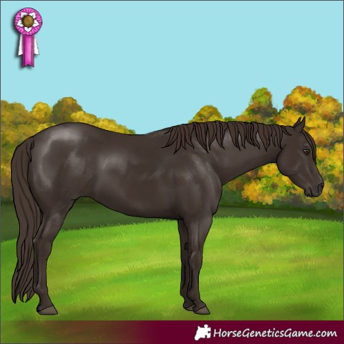 Horse Color:Liver Chestnut Rabicano