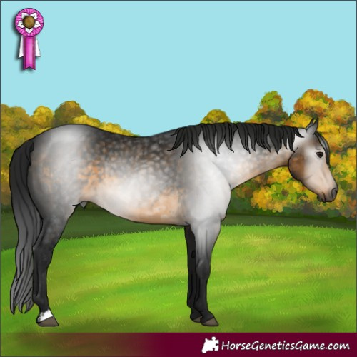 Horse Color:Gray Buckskin Rabicano