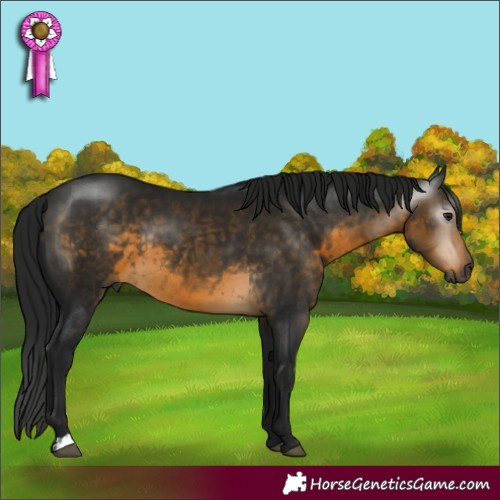 Horse Color:Gray Buckskin Rabicano
