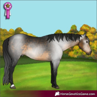 Horse Color:Gray Buckskin Rabicano 