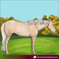 Horse Color:Silver Buckskin Pearl Rabicano 