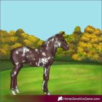 Horse Color:White Spotted Chocolate Brown