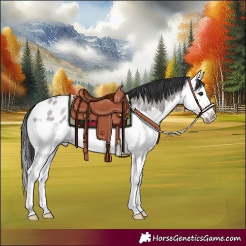 Horse Color:Grullo Roan Splash Appaloosa 