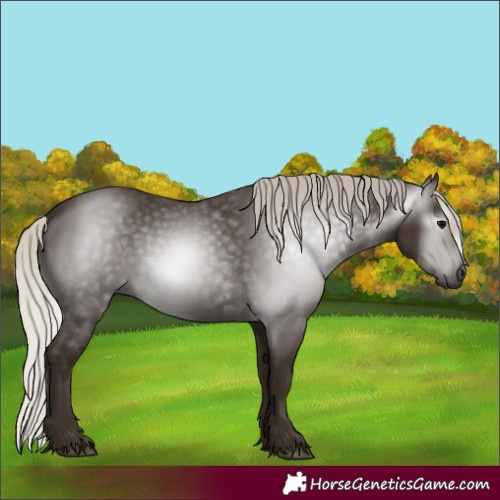 Horse Color:Gray Silver Black 