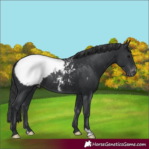 Horse Color:Black Appaloosa Rabicano