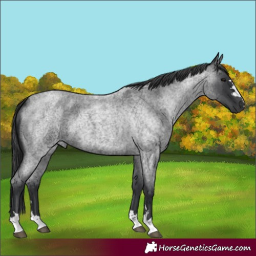 Horse Color:Unknown 