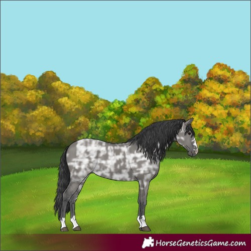 Horse Color:Grullo Ice 