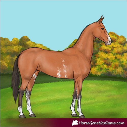 Horse Color:Bay Sabino