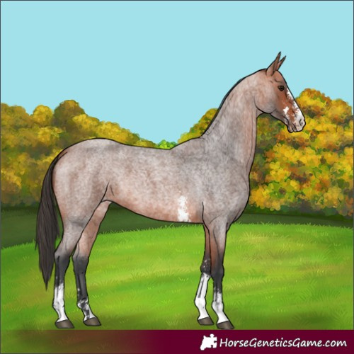 Horse Color:Bay Roan Sabino 