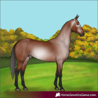 Horse Color:Gray Bay 