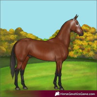 Horse Color:Gray Bay 