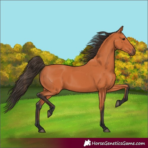 Horse Color:Bay 