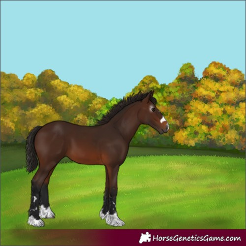 Horse Color:Unknown 