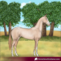 Horse Color:Gold Champagne Pearl Rabicano and Gold Champagne Pearl Rabicano