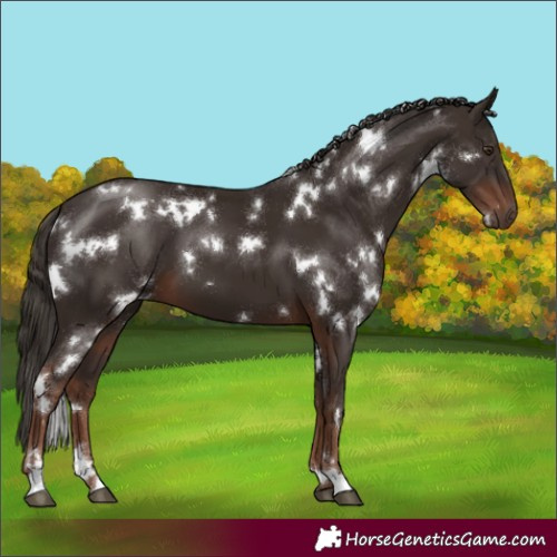 Horse Color:White Spotted Liver Chestnut 