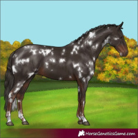 Horse Color:White Spotted Liver Chestnut