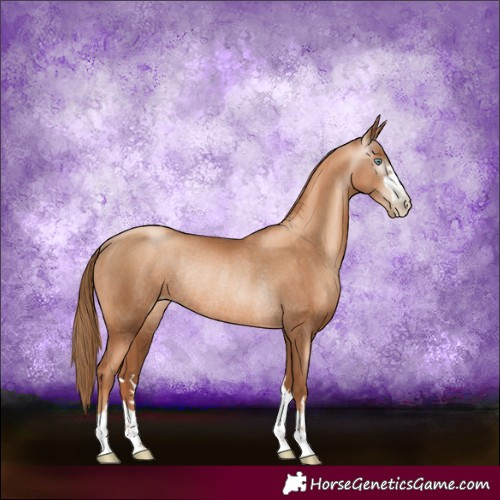 Horse Color:Gray Gold Champagne Pearl Rabicano