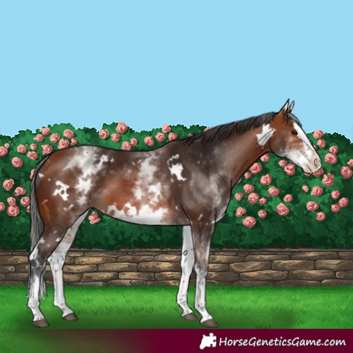 Horse Color:White Spotted Bay Splash