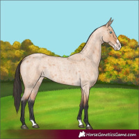 Horse Color:Bay Roan Dun Splash 