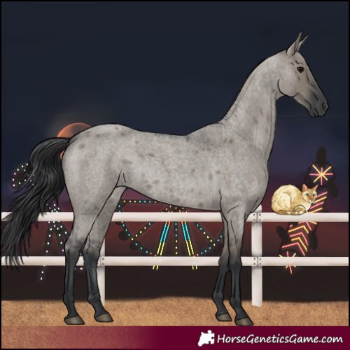 Horse Color:Grullo Roan 