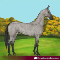Horse Color:Grullo Roan 