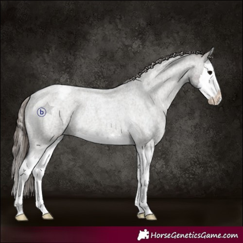 Horse Color:Grullo Roan Splash Snowcap Rabicano 