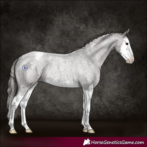 Horse Color:Grullo Roan Splash Appaloosa Rabicano