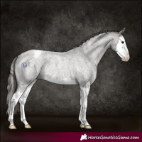 Horse Color:Grullo Roan Splash Appaloosa Rabicano 