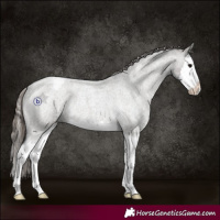 Horse Color:Grullo Roan Splash Snowcap Rabicano