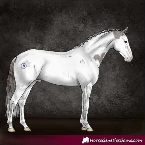 Horse Color:Grullo Splash Tobiano Appaloosa 