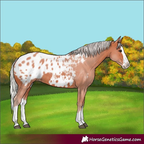 Horse Color:Silver Bay Splash Appaloosa 