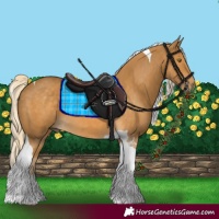 Horse Color:Palomino Tobiano