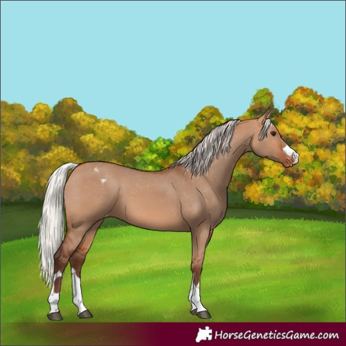 Horse Color:Silver Bay Dun Appaloosa