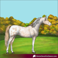 Horse Color:Red Roan Pearl Tobiano Frame Appaloosa