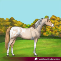 Horse Color:Red Roan Pearl Tobiano Frame Appaloosa 
