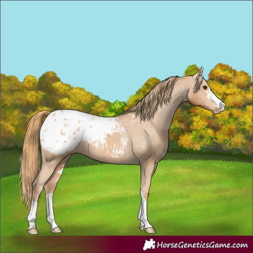 Horse Color:Chestnut Blanket 