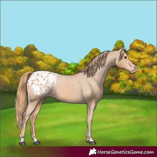 Horse Color:Chestnut Blanket 