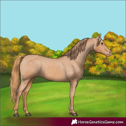 Horse Color:Chestnut Appaloosa