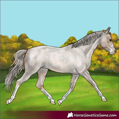 Horse Color:Chocolate Palomino Roan Sabino Varnish