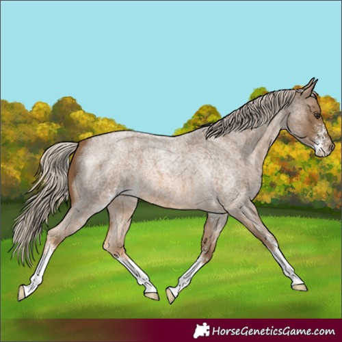 Horse Color:Chocolate Palomino Roan Sabino Appaloosa 