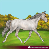 Horse Color:Chocolate Palomino Roan Sabino Appaloosa 