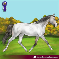 Horse Color:Buckskin Roan