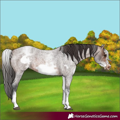 Horse Color:White Spotted Brown Roan Frame Varnish 