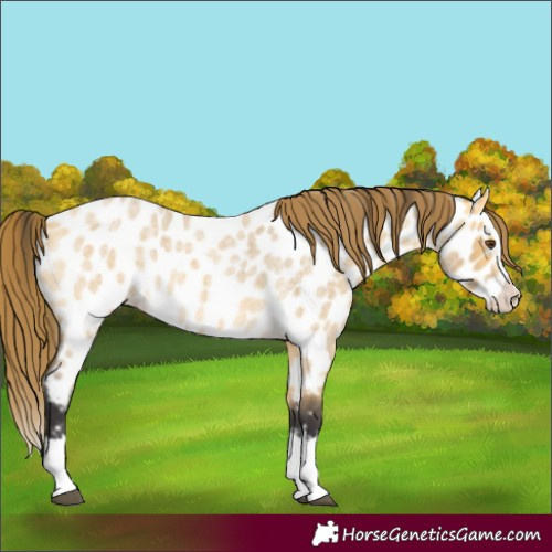 Horse Color:Unknown 