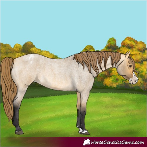Horse Color:Unknown 